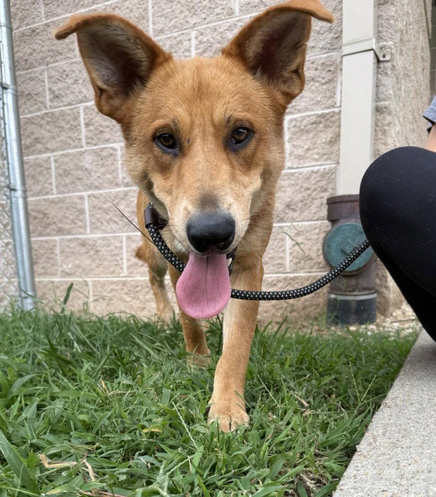 DQ 59 Shaggy, Adoptable, Adult Male Hound & Shepherd.