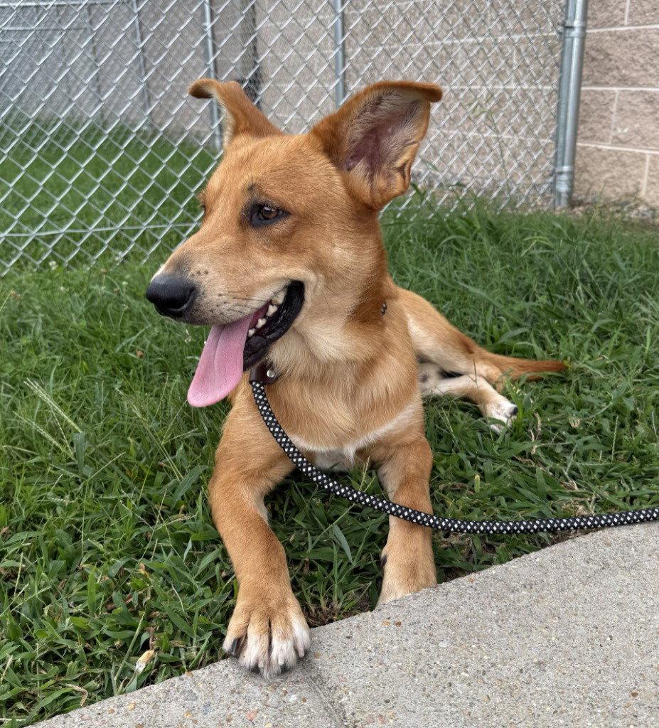 DQ 59 Shaggy, a Adoptable mixed breed in Glen Allen, VA image 2/3
