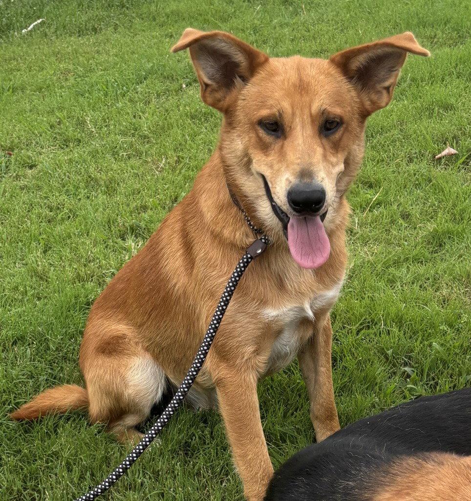 DQ 59 Shaggy, a Adoptable mixed breed in Glen Allen, VA image 3/3