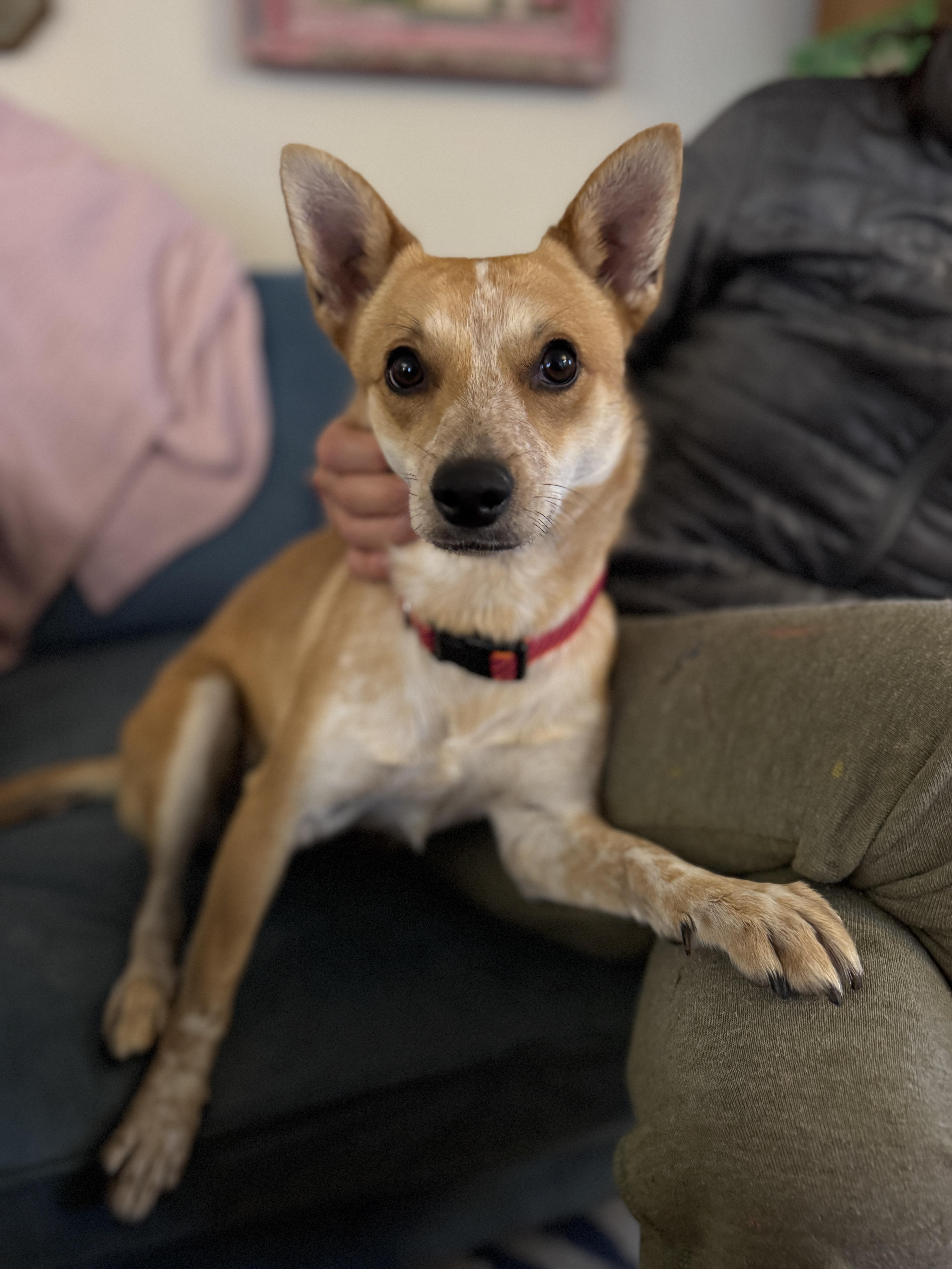 HONEY, ADOPTABLE, Adult Female Shiba Inu & Chihuahua.