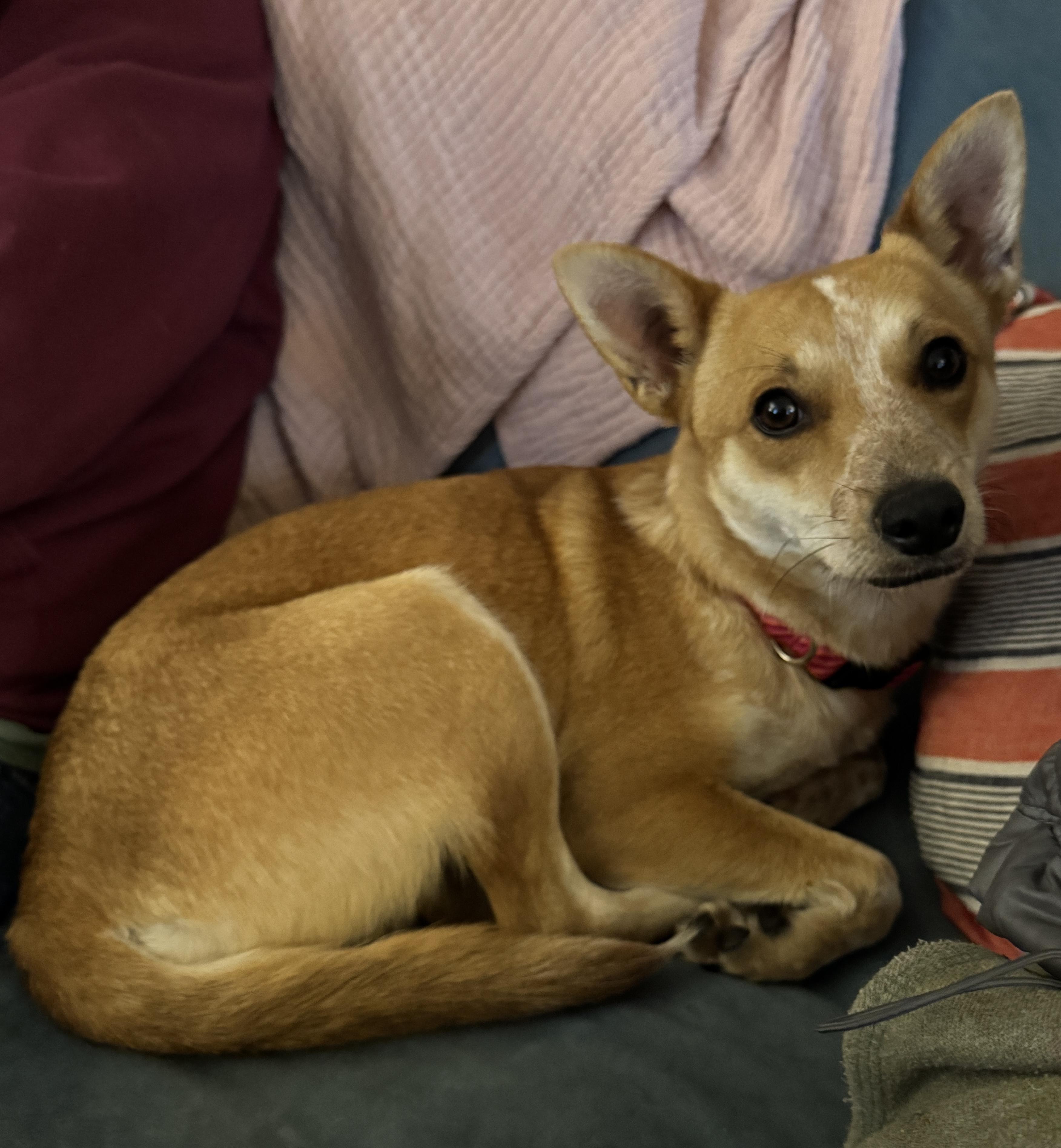 Enlarge HONEY, an adopted mixed breed in El Segundo, CA image 2/3