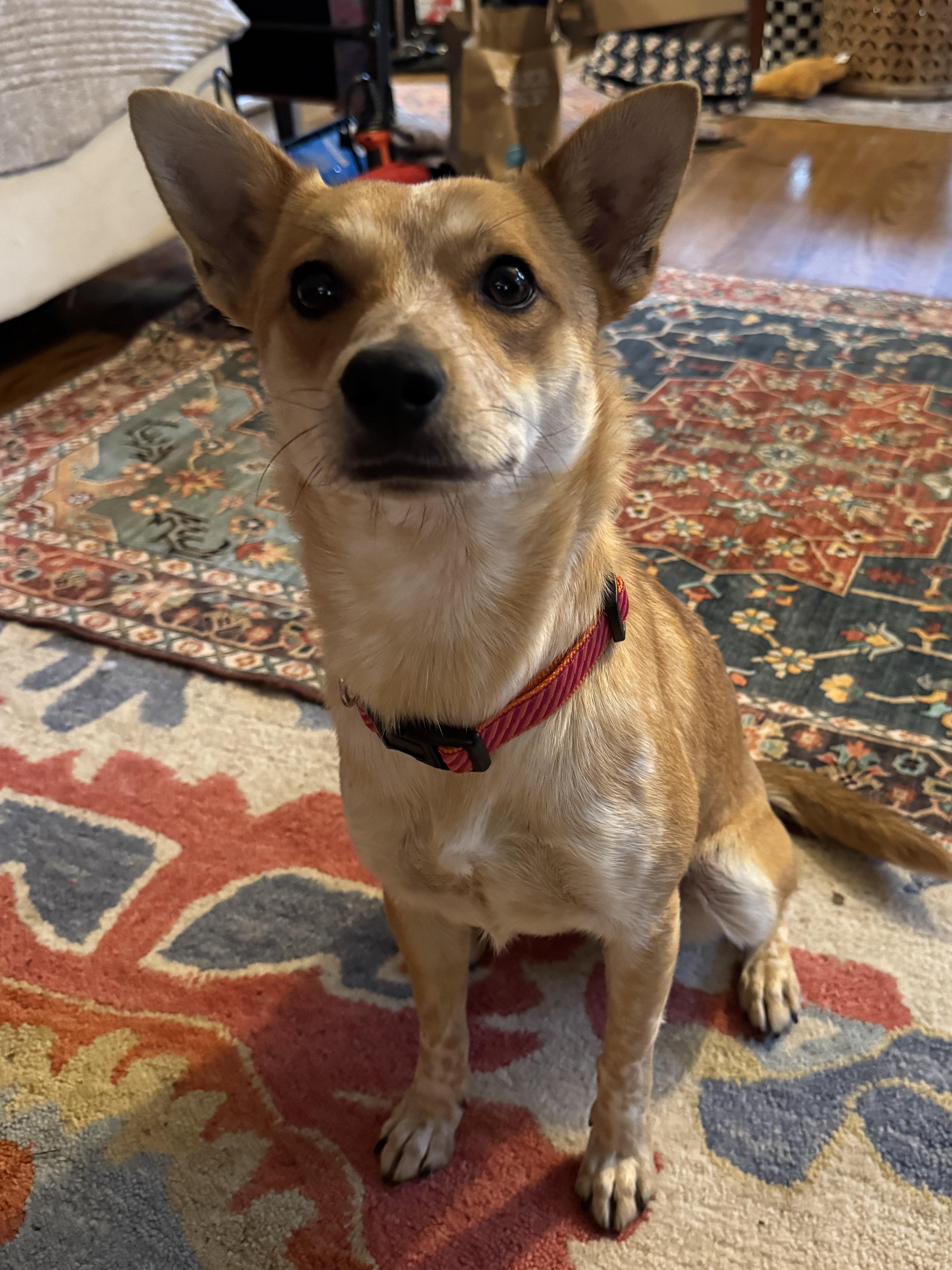 Enlarge HONEY, an adopted mixed breed in El Segundo, CA image 3/3