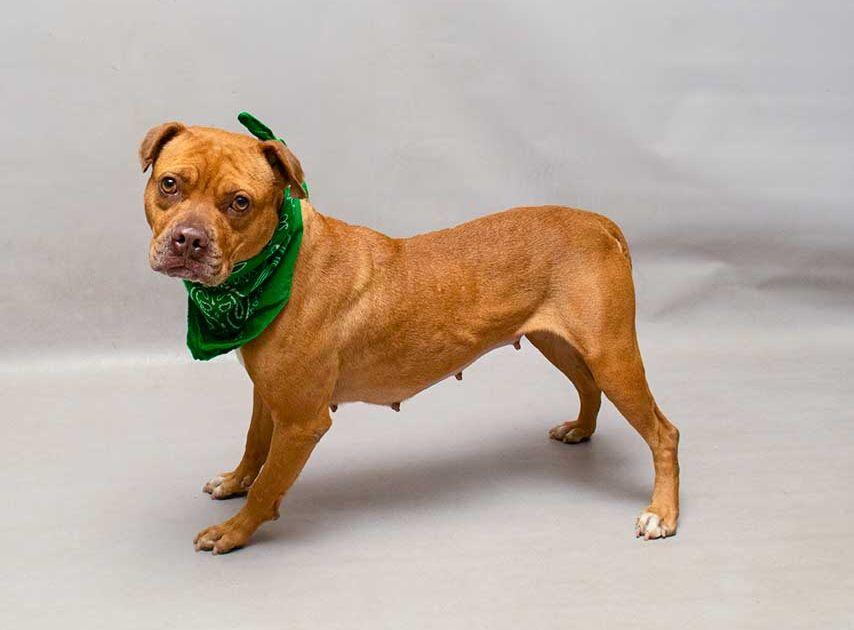 Vicki, a ADOPTABLE mixed breed in Sanford, FL image 2/2