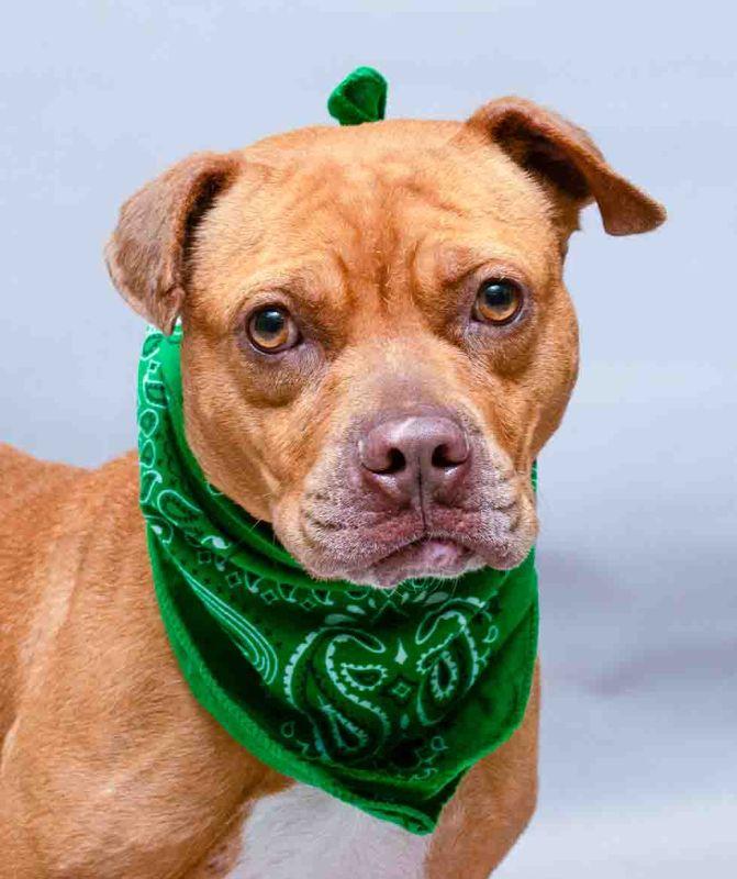 Vicki, a ADOPTABLE mixed breed in Sanford, FL image 1/2