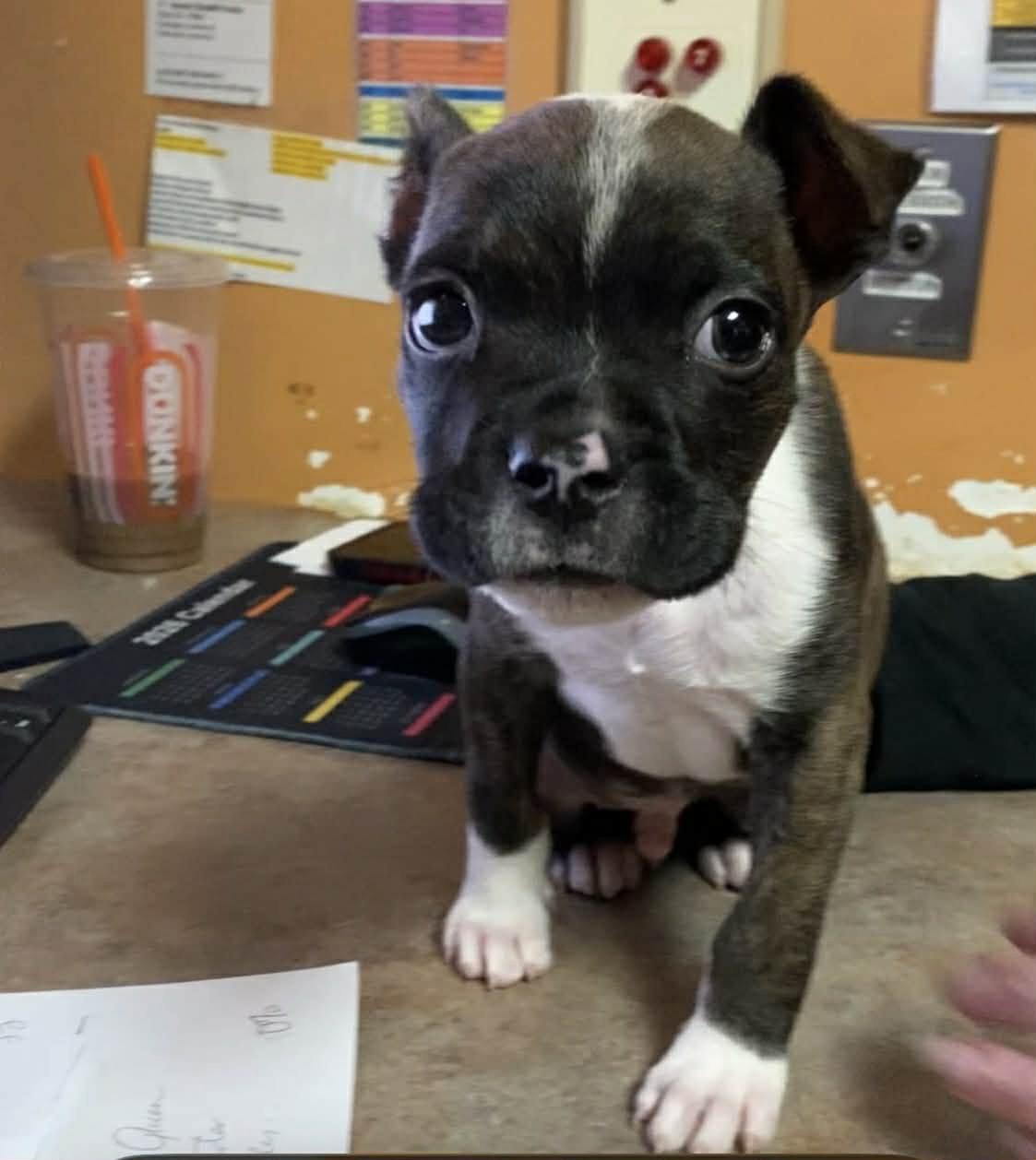 Enlarge Jack Frost, a Adoptable Pit Bull Terrier in Catasauqua, PA image 1/3