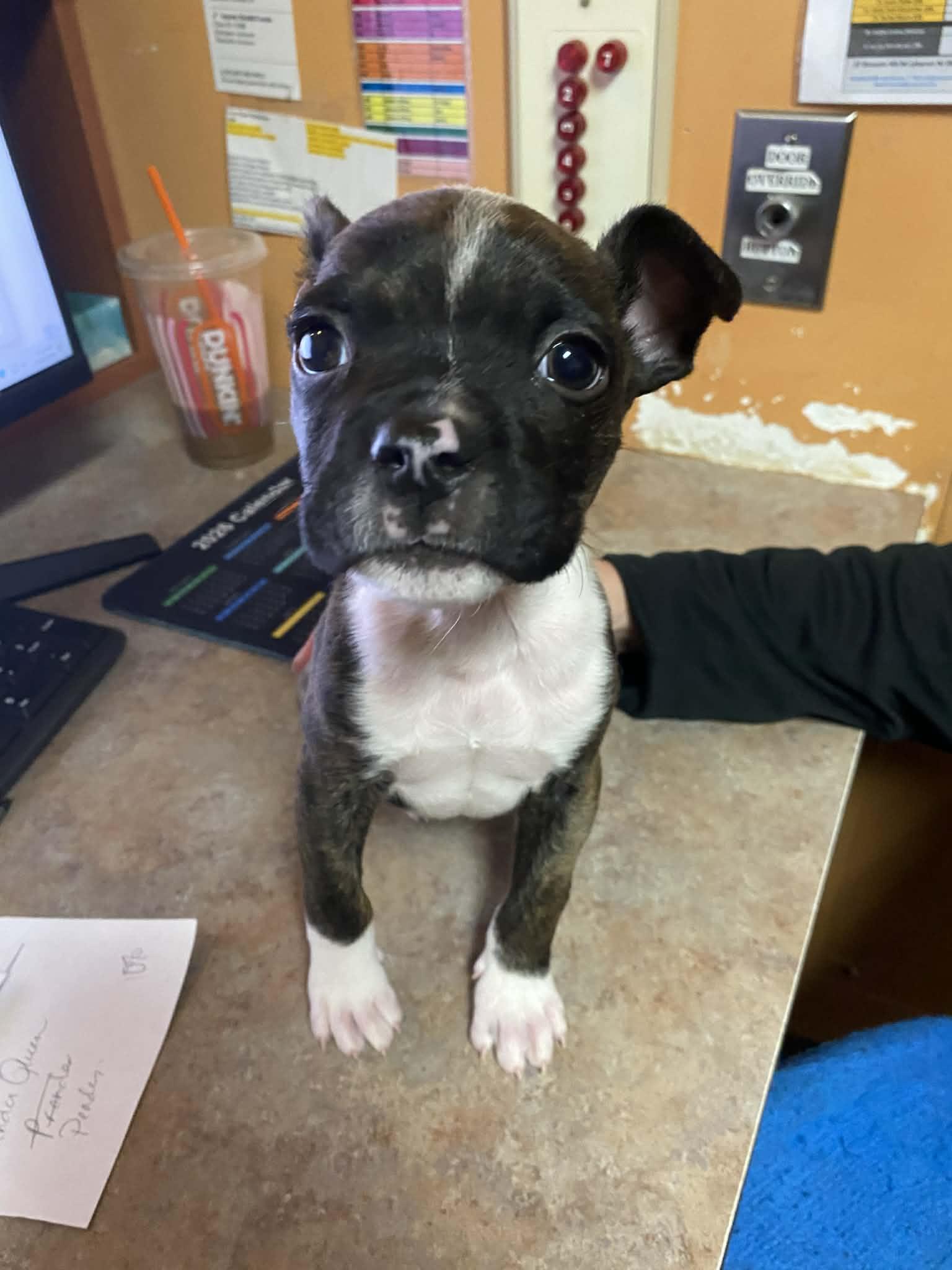 Enlarge Jack Frost, a Adoptable Pit Bull Terrier in Catasauqua, PA image 2/3
