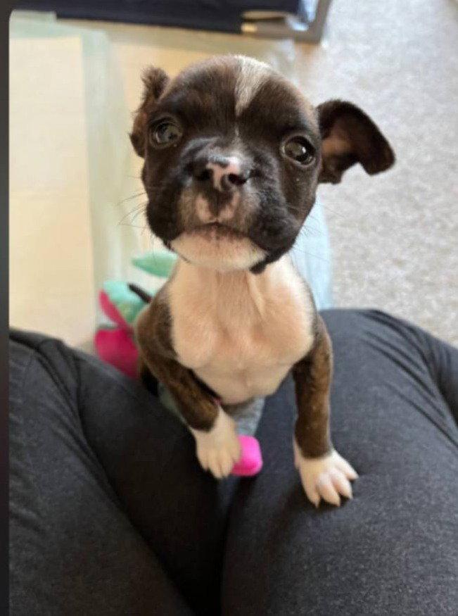 Enlarge Jack Frost, a Adoptable Pit Bull Terrier in Catasauqua, PA image 3/3