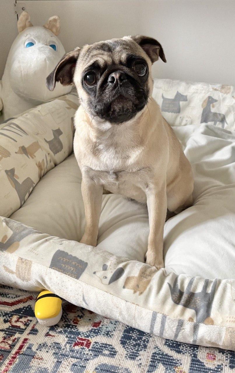 Maple, Adoptable, Puppy Female Pug.