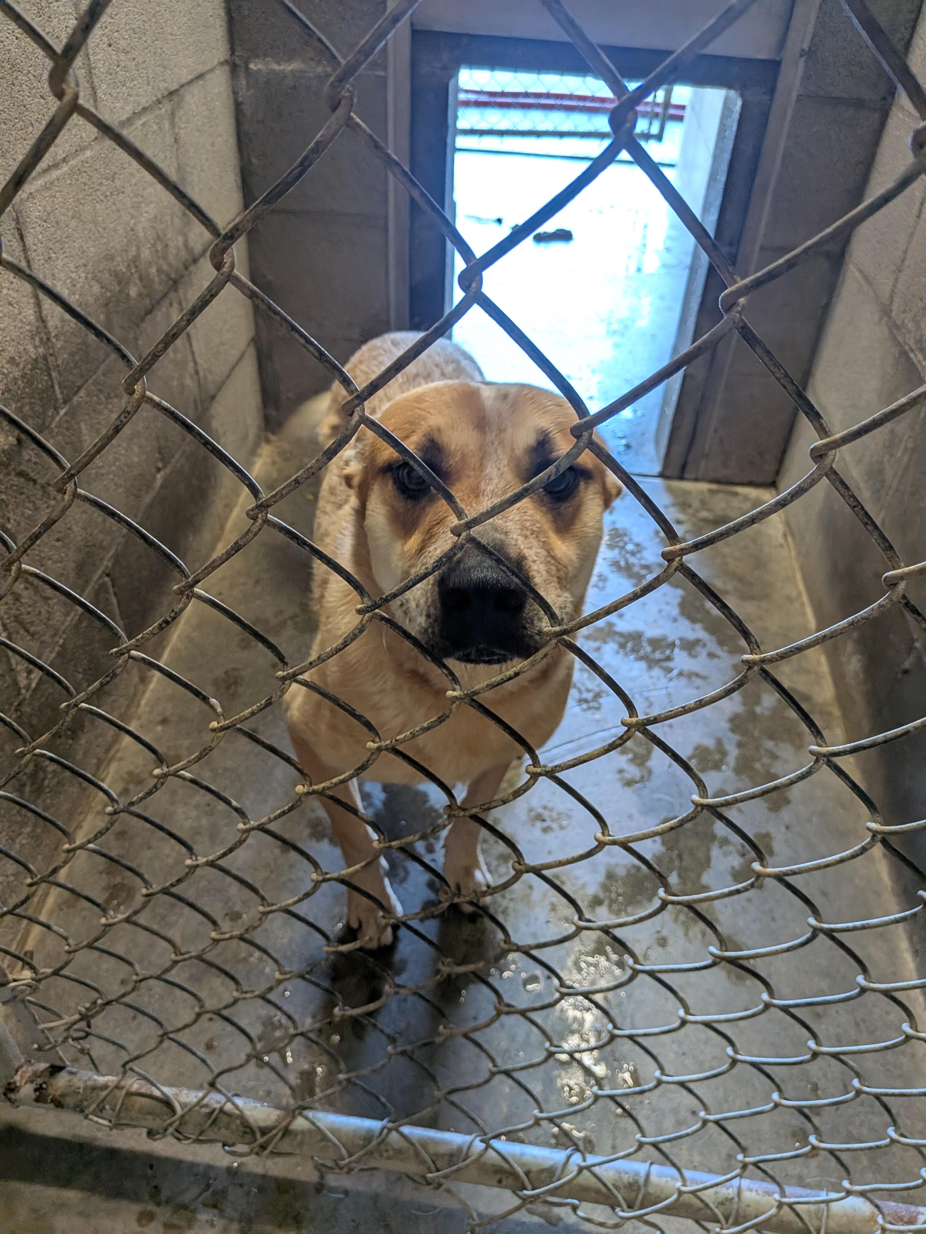 Red, a ADOPTABLE mixed breed in Hermiston, OR image 3/3