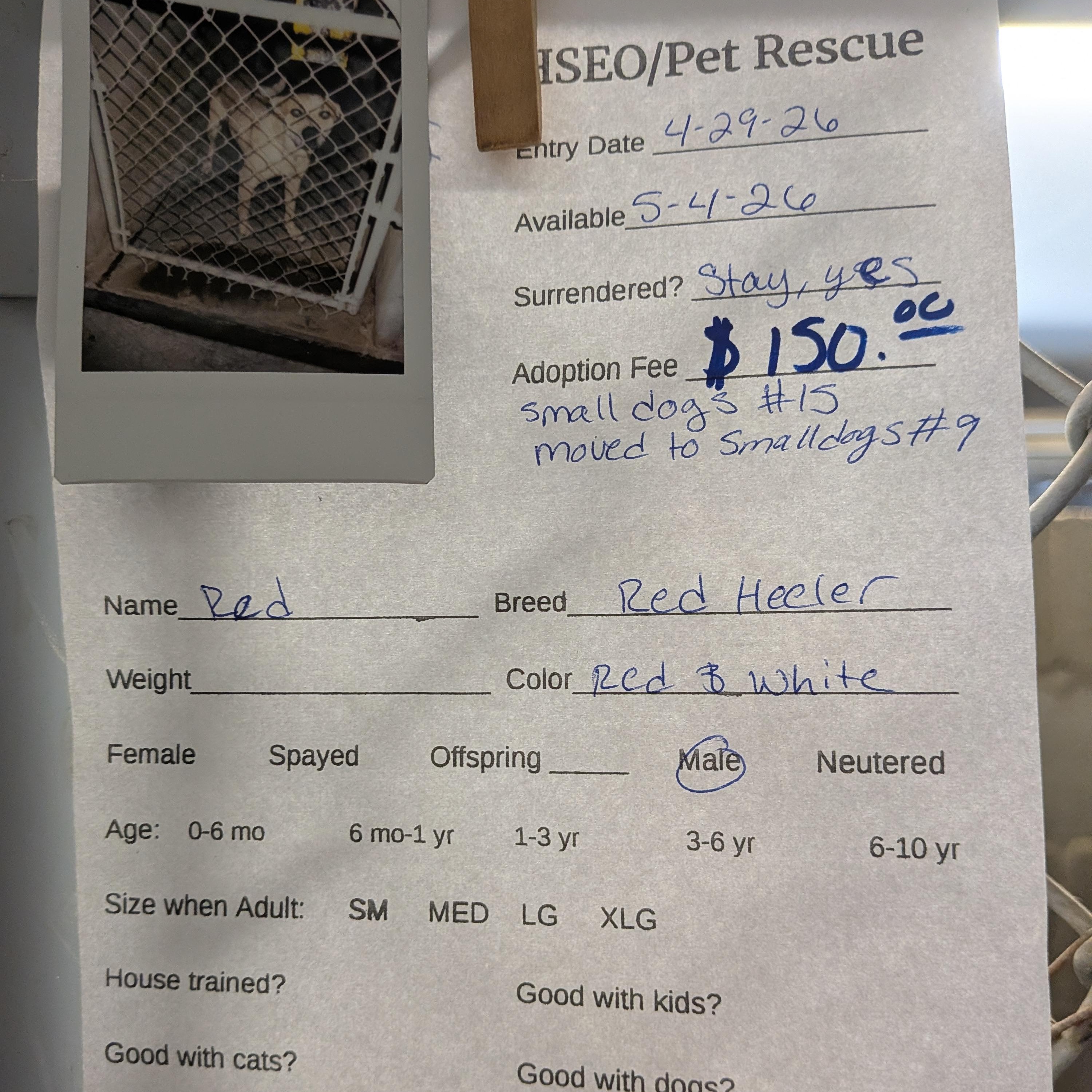 Red, a ADOPTABLE mixed breed in Hermiston, OR image 2/3