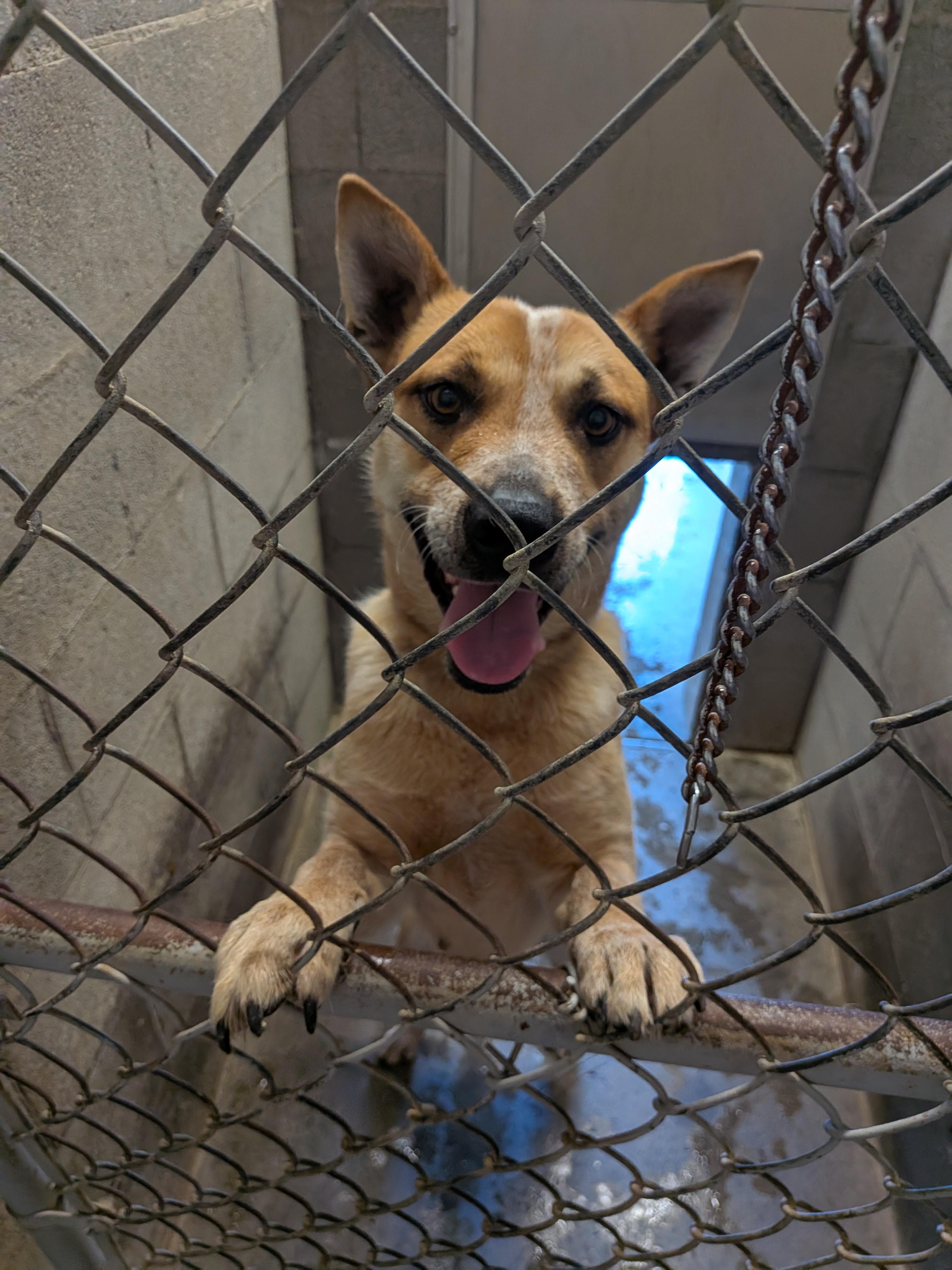 Red, ADOPTABLE, Young Male Australian Cattle Dog / Blue Heeler.