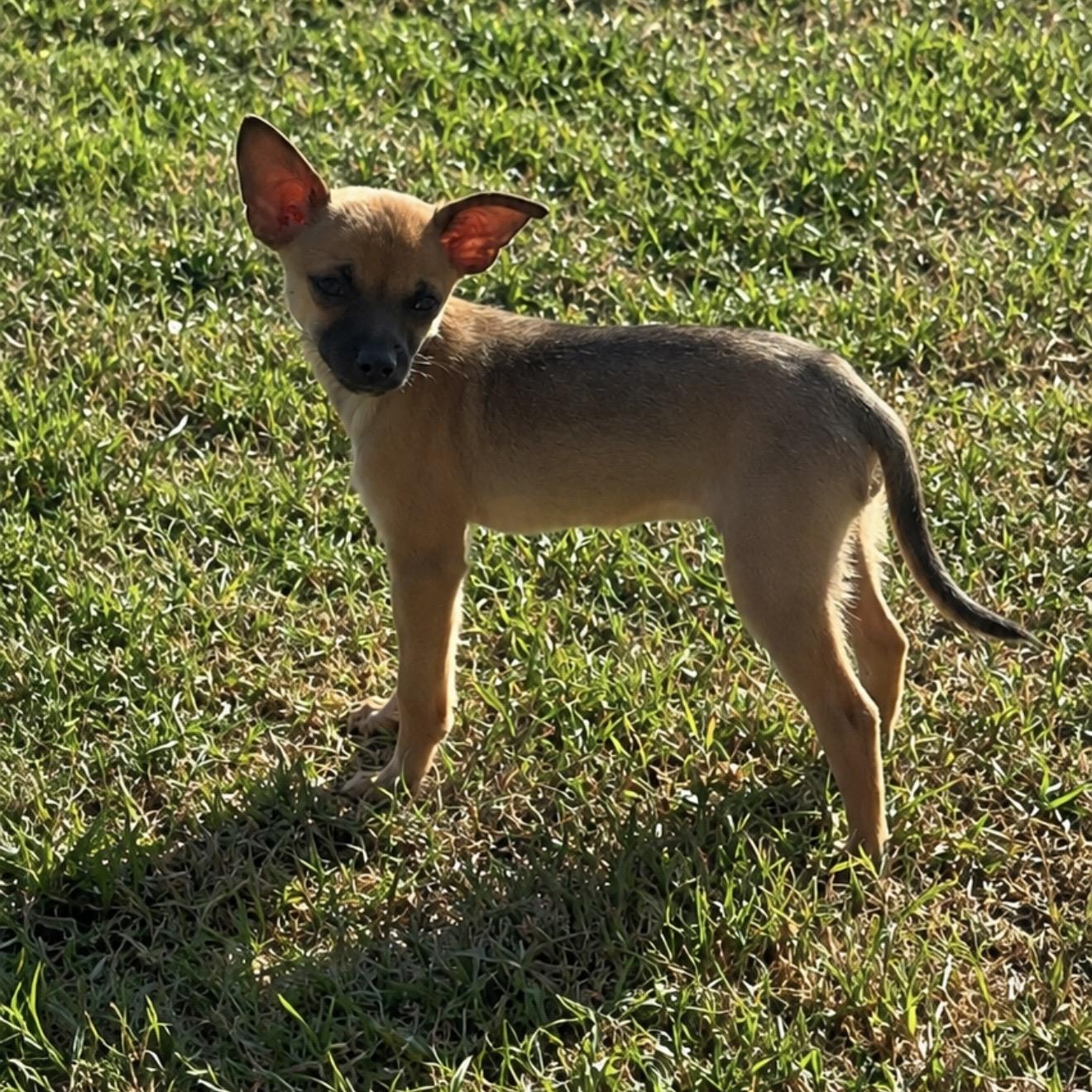 Enlarge Cheech, a Adopted mixed breed in Pelham, NH image 2/6