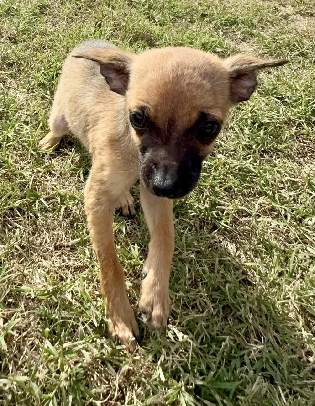 Enlarge Cheech, a Adopted mixed breed in Pelham, NH image 5/6