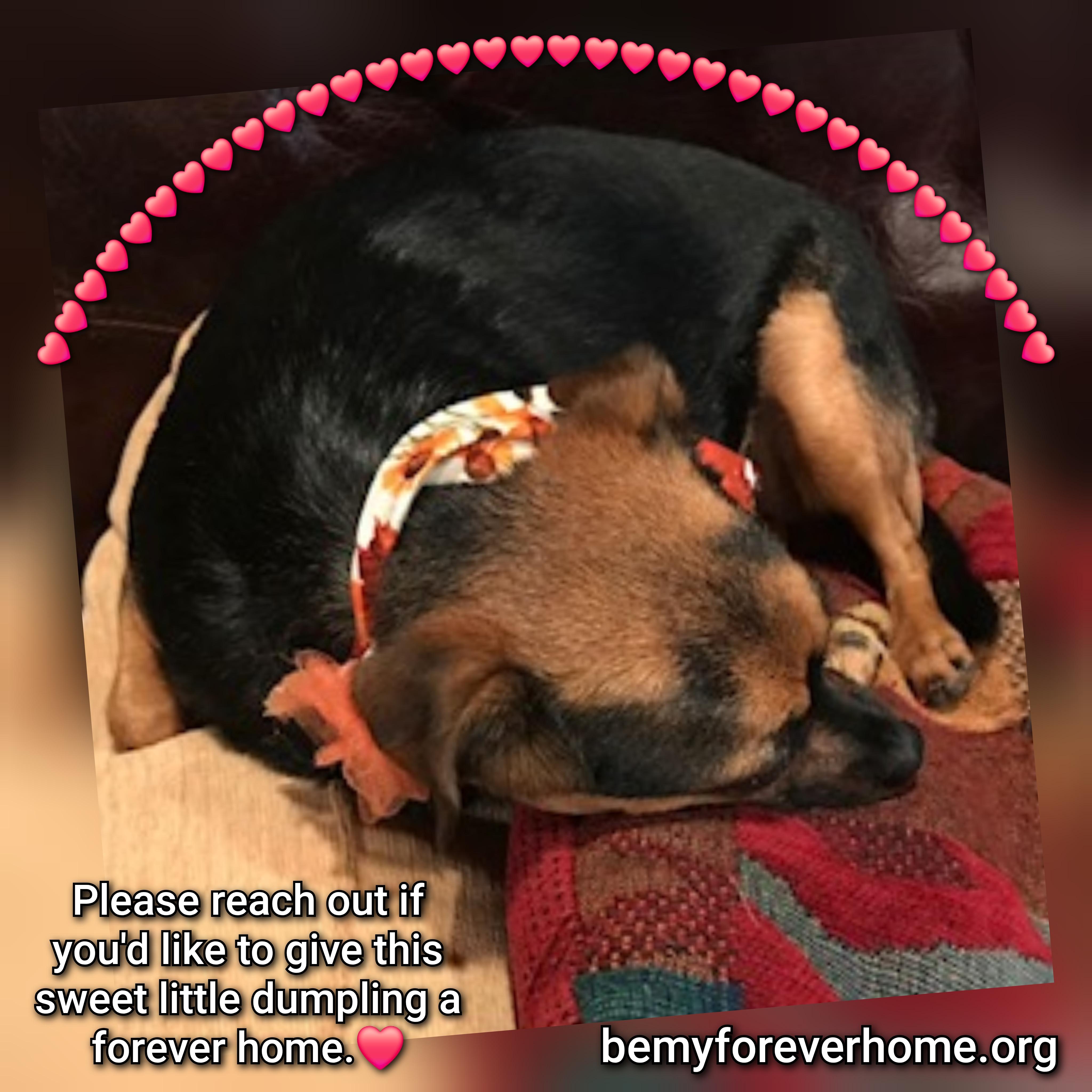 Enlarge Tina, a Adoptable mixed breed in Plano, TX image 3/5