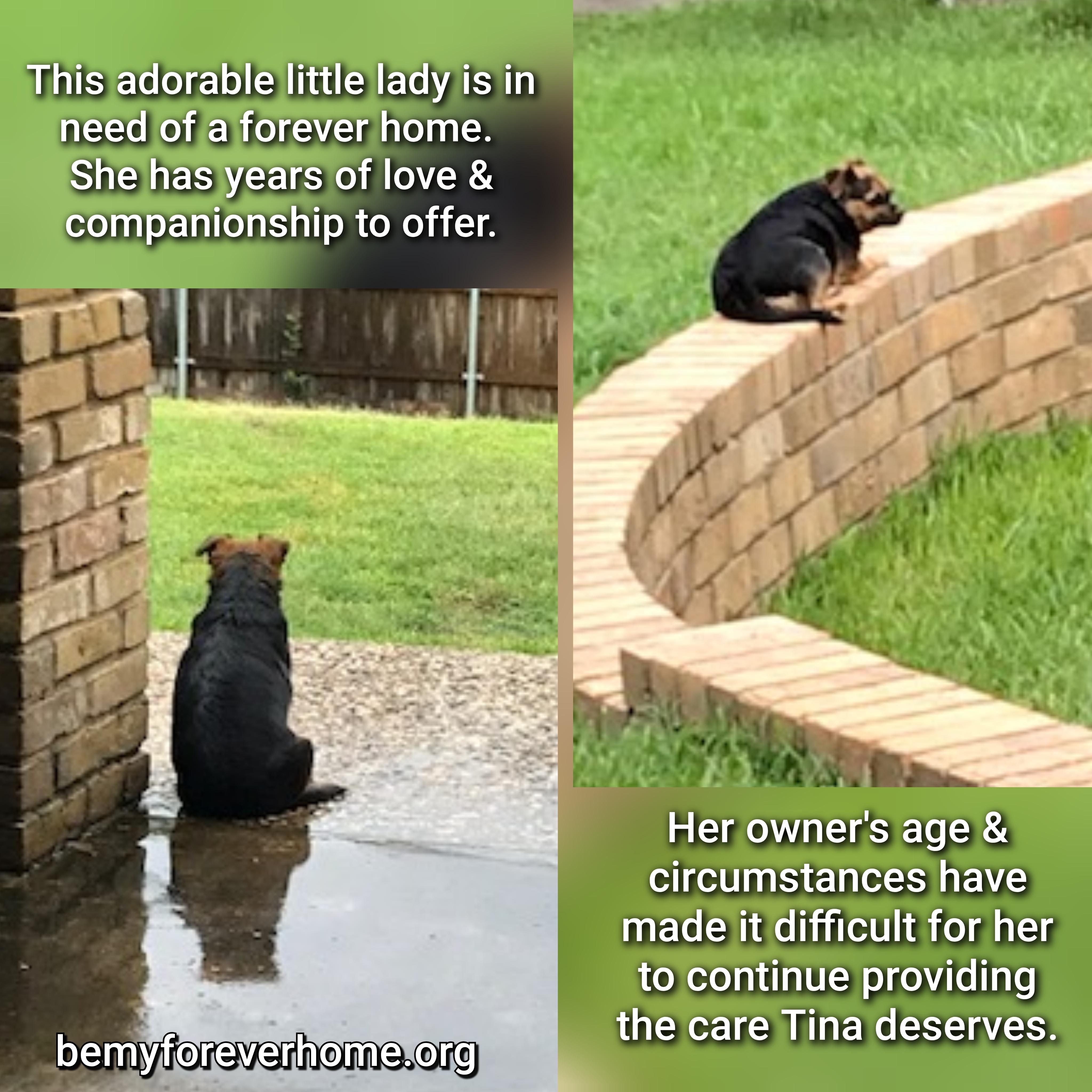 Enlarge Tina, a Adoptable mixed breed in Plano, TX image 2/5