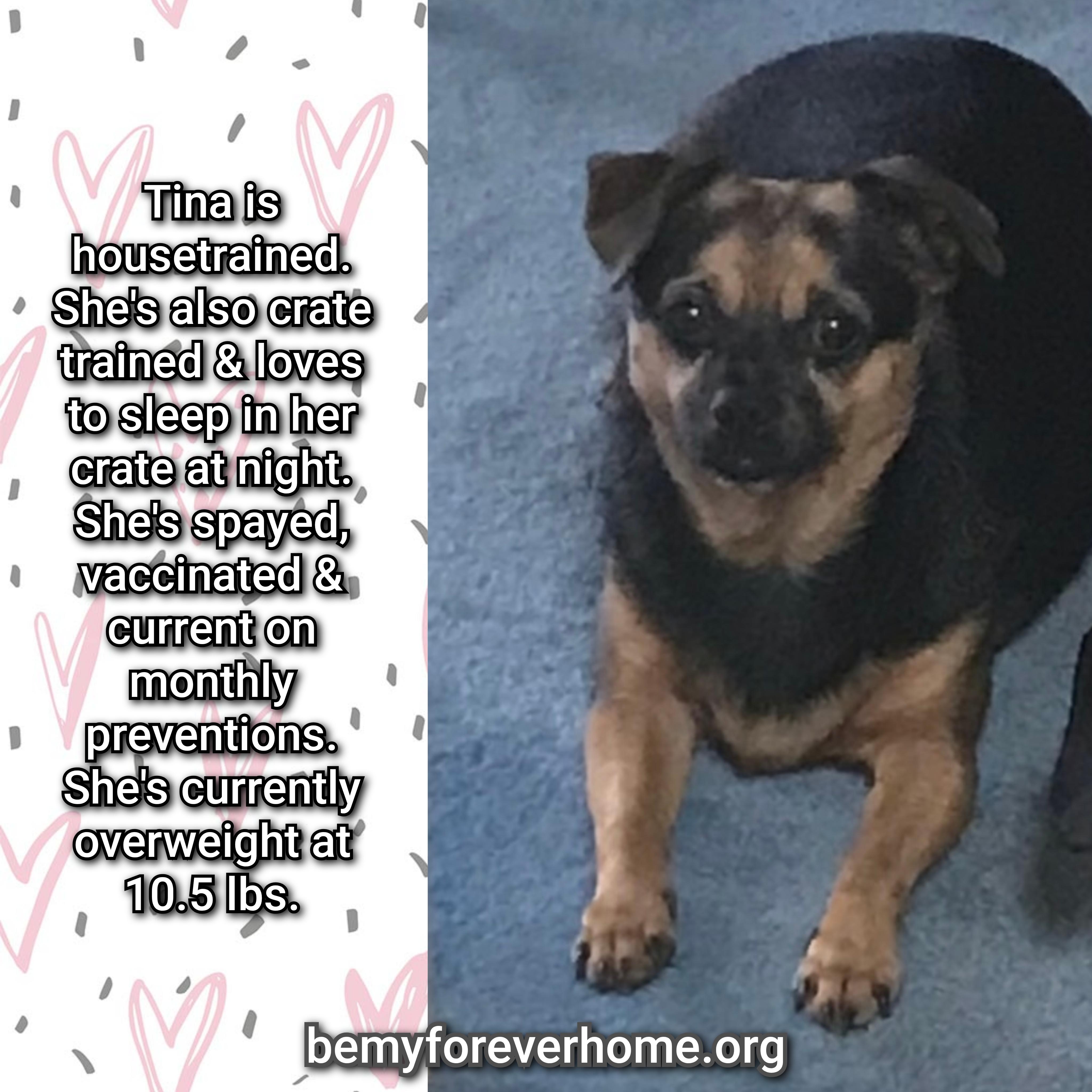 Enlarge Tina, a Adoptable mixed breed in Plano, TX image 4/5