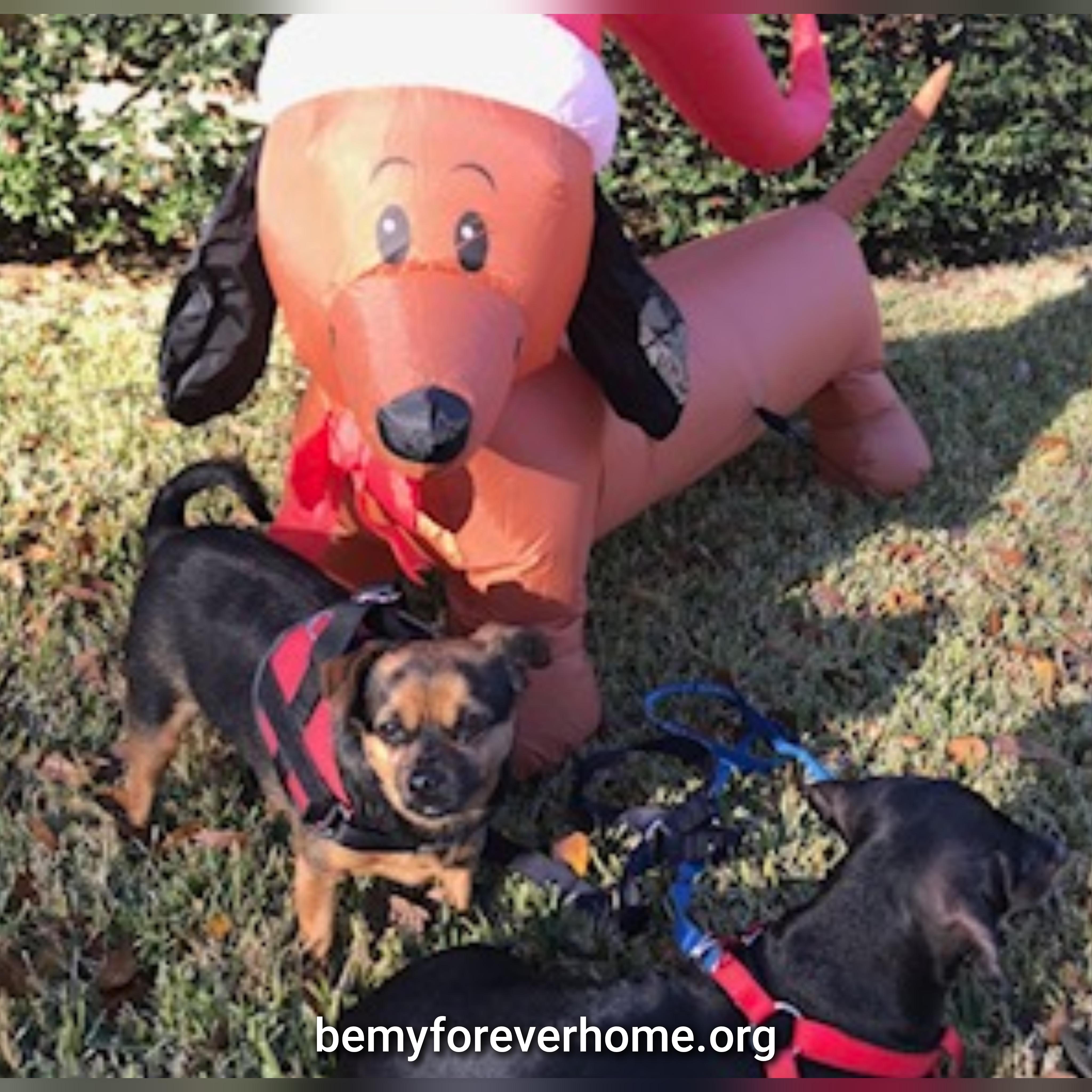 Enlarge Tina, a Adoptable mixed breed in Plano, TX image 5/5