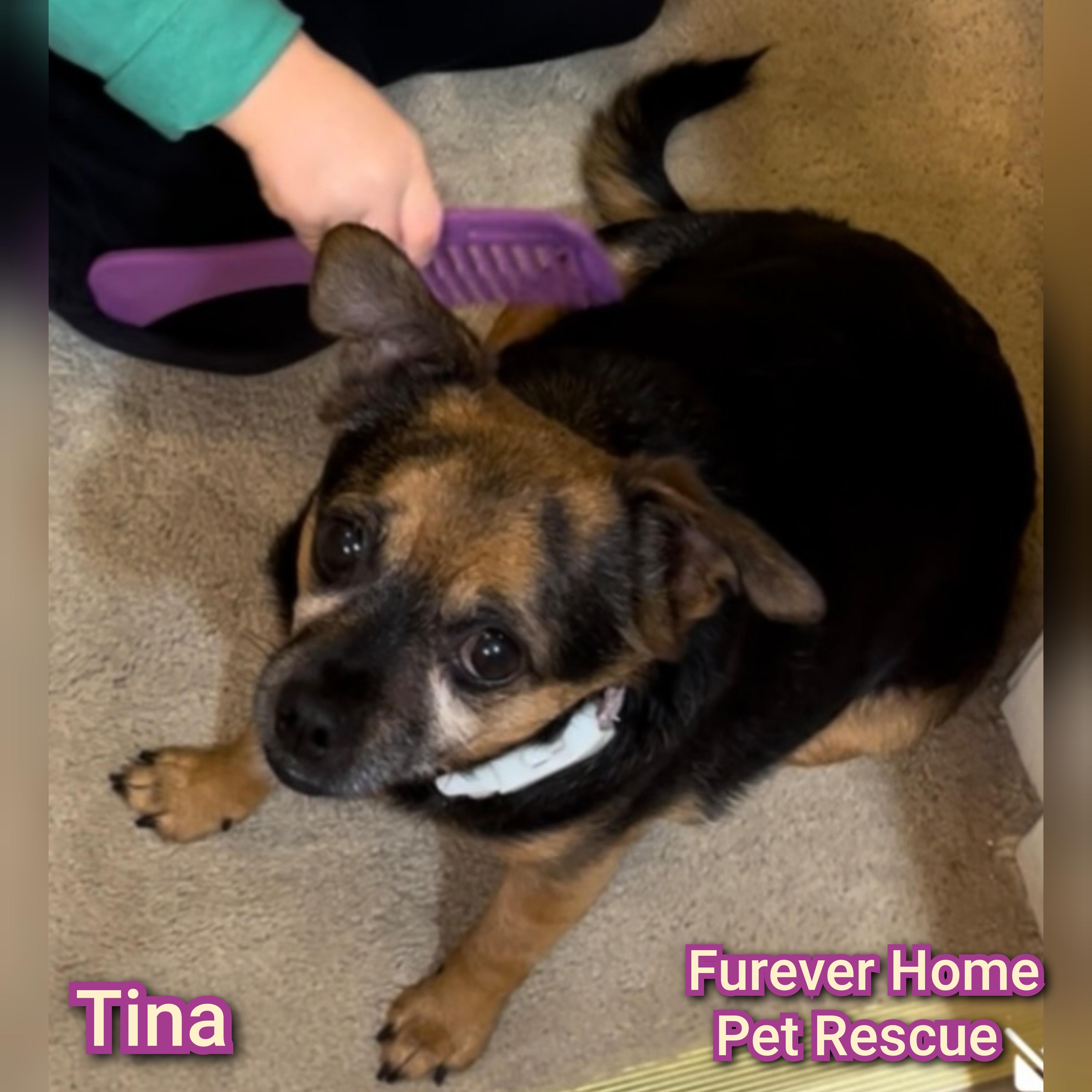 Enlarge Tina, a Adoptable mixed breed in Plano, TX image 1/5