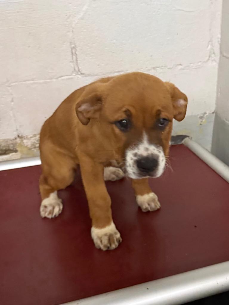 Enlarge Princess, a Adoptable mixed breed in Fayetteville, TN image 1/2