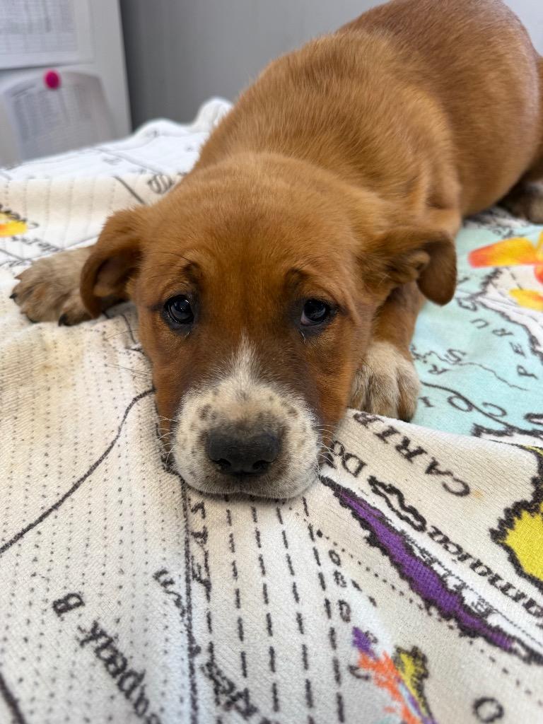 Enlarge Princess, a Adoptable mixed breed in Fayetteville, TN image 2/2