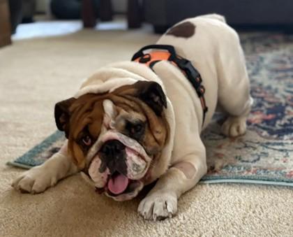 SAMSON SCHMEAR, a Adoptable English Bulldog in Bonney Lake, WA image 1/3