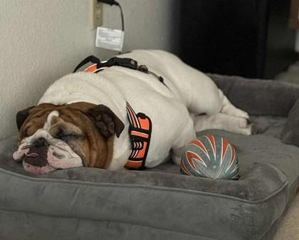 SAMSON SCHMEAR, a Adoptable English Bulldog in Bonney Lake, WA image 2/3