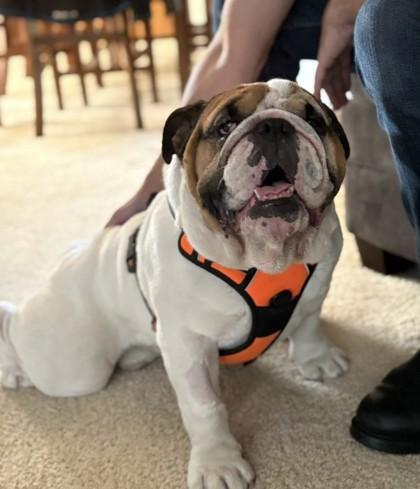 SAMSON SCHMEAR, a Adoptable English Bulldog in Bonney Lake, WA image 3/3