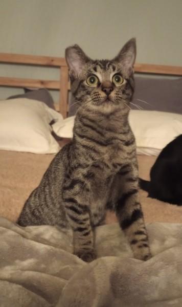 Breaker, adoptable, Kitten Male Domestic Short Hair.