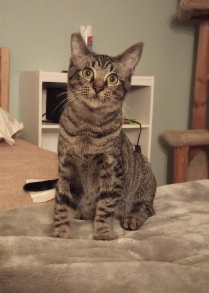 Breaker, an adoptable Domestic Short Hair in Duluth, GA image 2/4