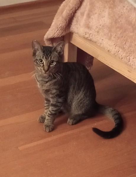 Breaker, an adoptable Domestic Short Hair in Duluth, GA image 3/4