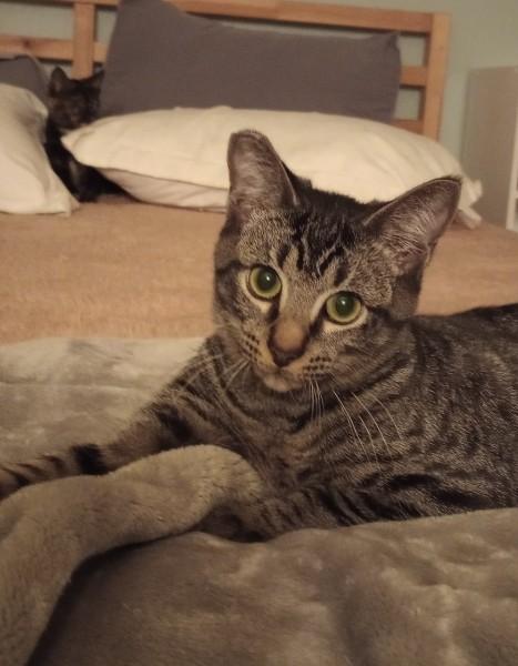 Breaker, an adoptable Domestic Short Hair in Duluth, GA image 4/4