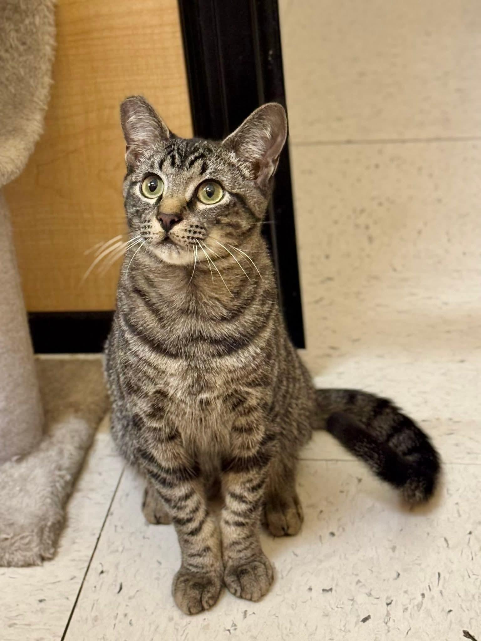 Enlarge Breaker, an adopted Domestic Short Hair in Duluth, GA image 1/6