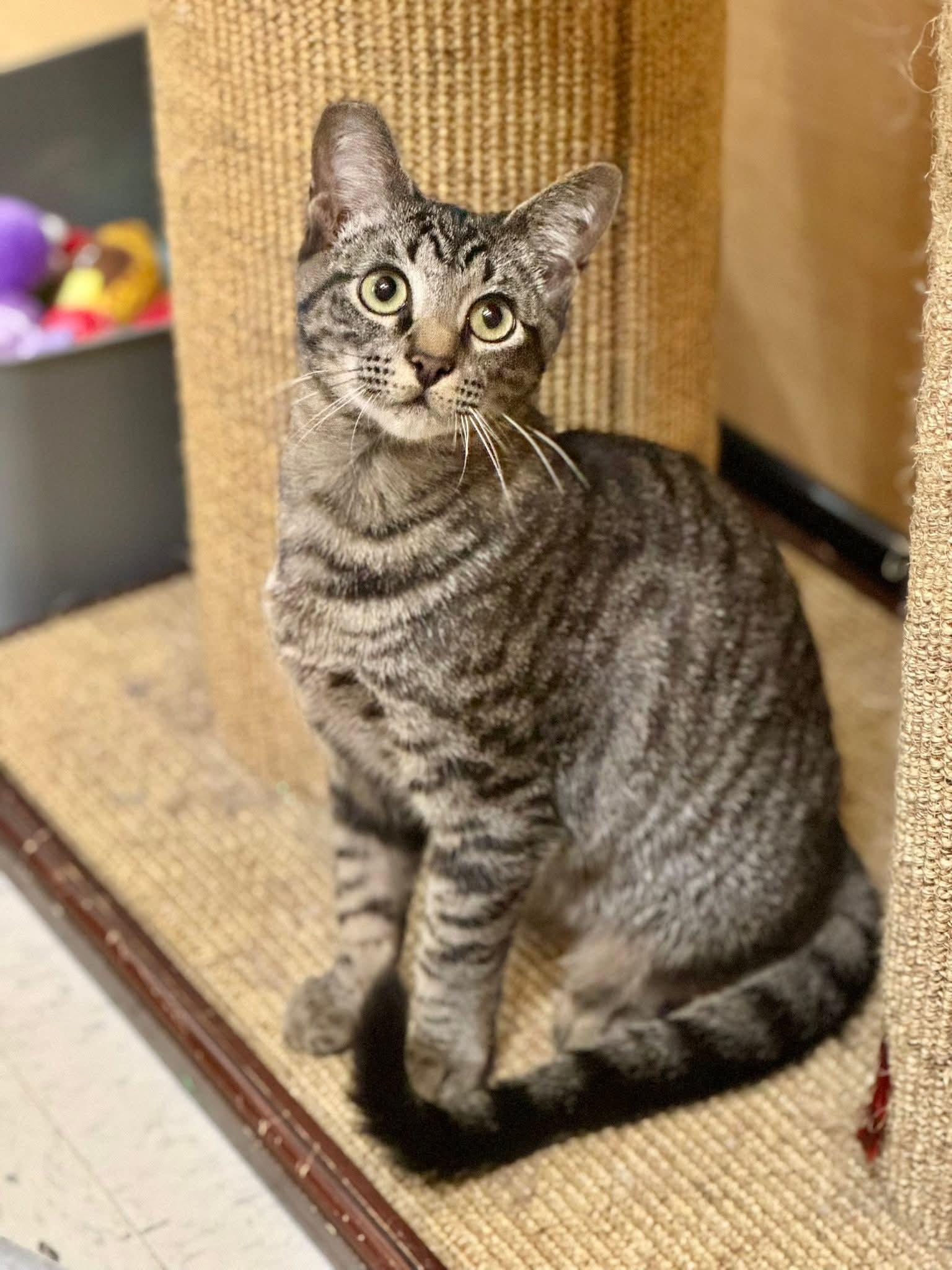 Enlarge Breaker, an adopted Domestic Short Hair in Duluth, GA image 3/6