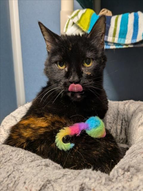 Enlarge ELSIE, a Adoptable Domestic Medium Hair in Loveland, CO image 1/1