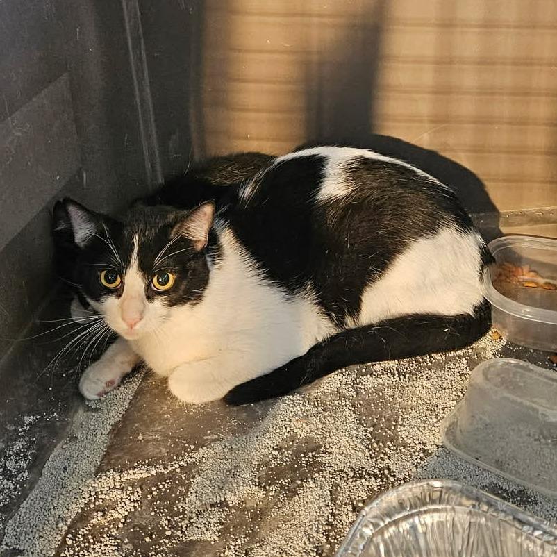 CC, Adoptable, Young Female Domestic Short Hair.