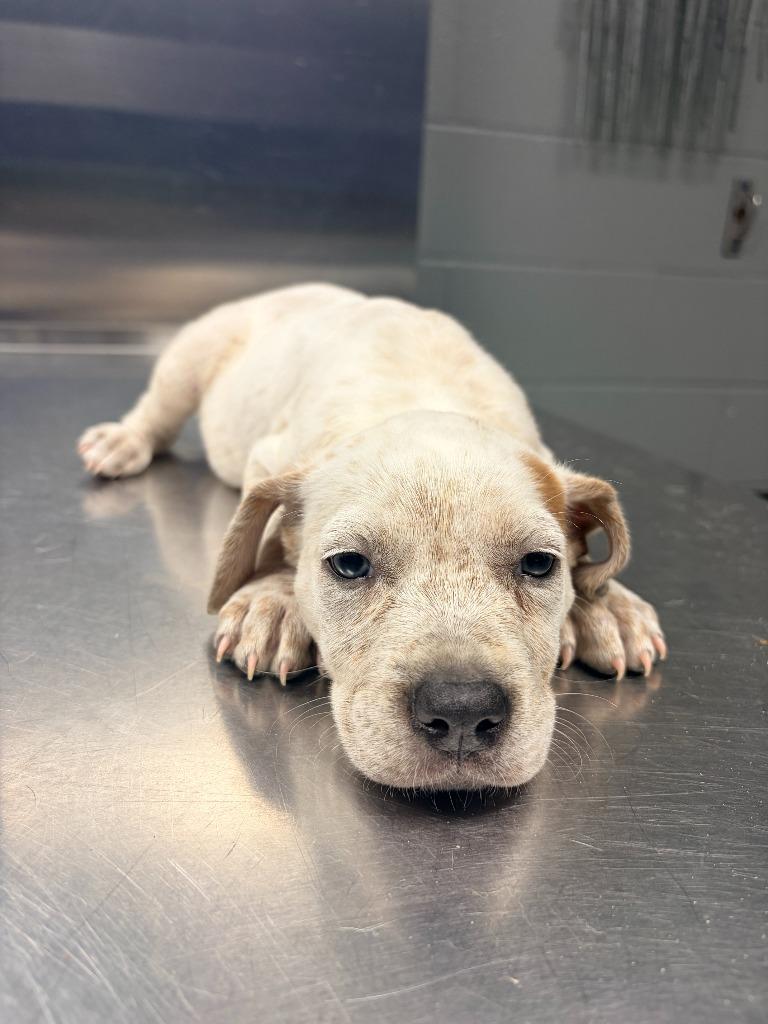 Cairo, Adoptable, Puppy Female Staffordshire Bull Terrier.
