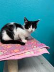 Enlarge Theo, a ADOPTABLE Domestic Short Hair in Chico, CA image 1/1
