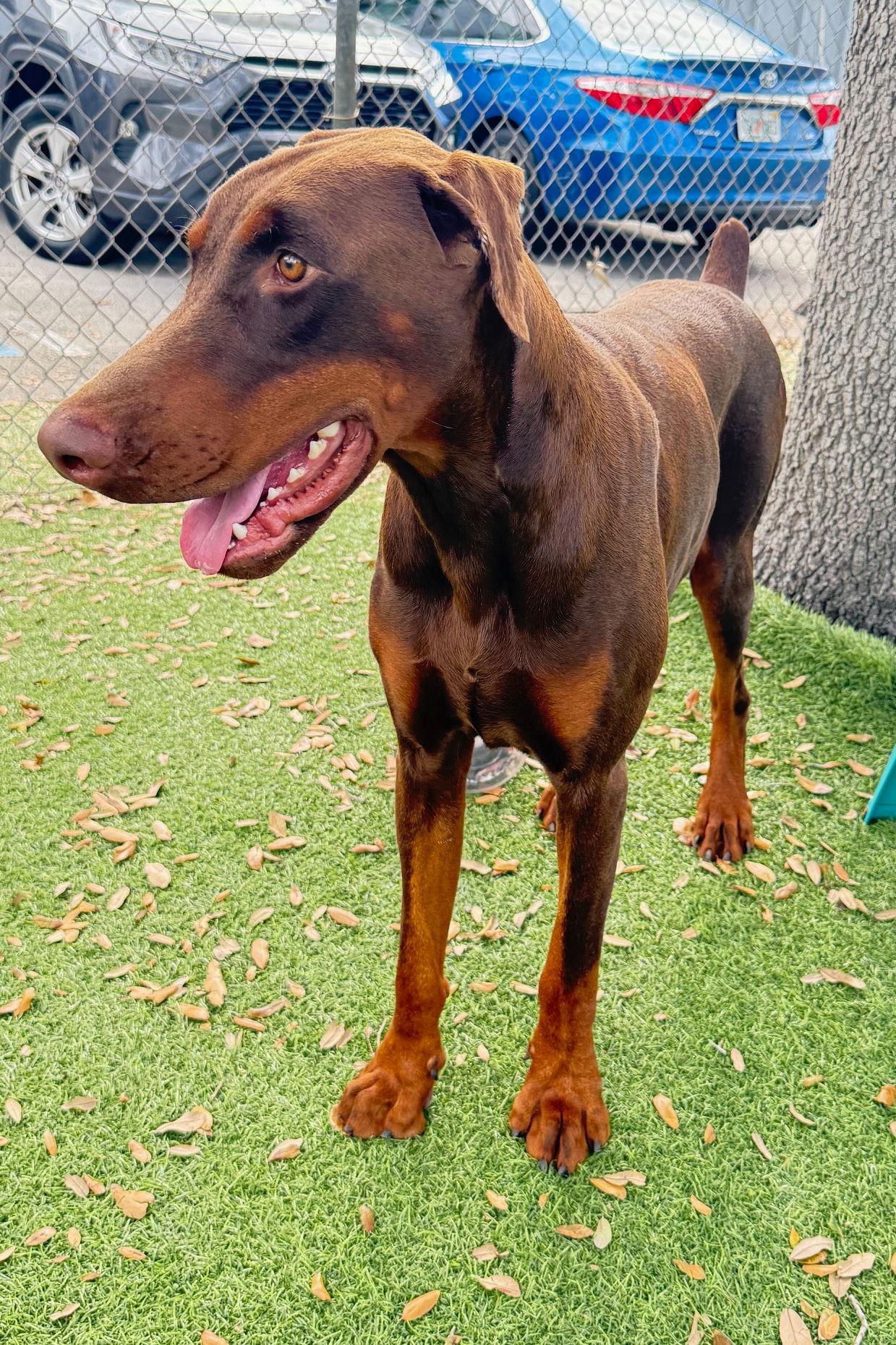Enlarge Dex 3345, a Adopted Doberman Pinscher in Oakland Park, FL image 1/2