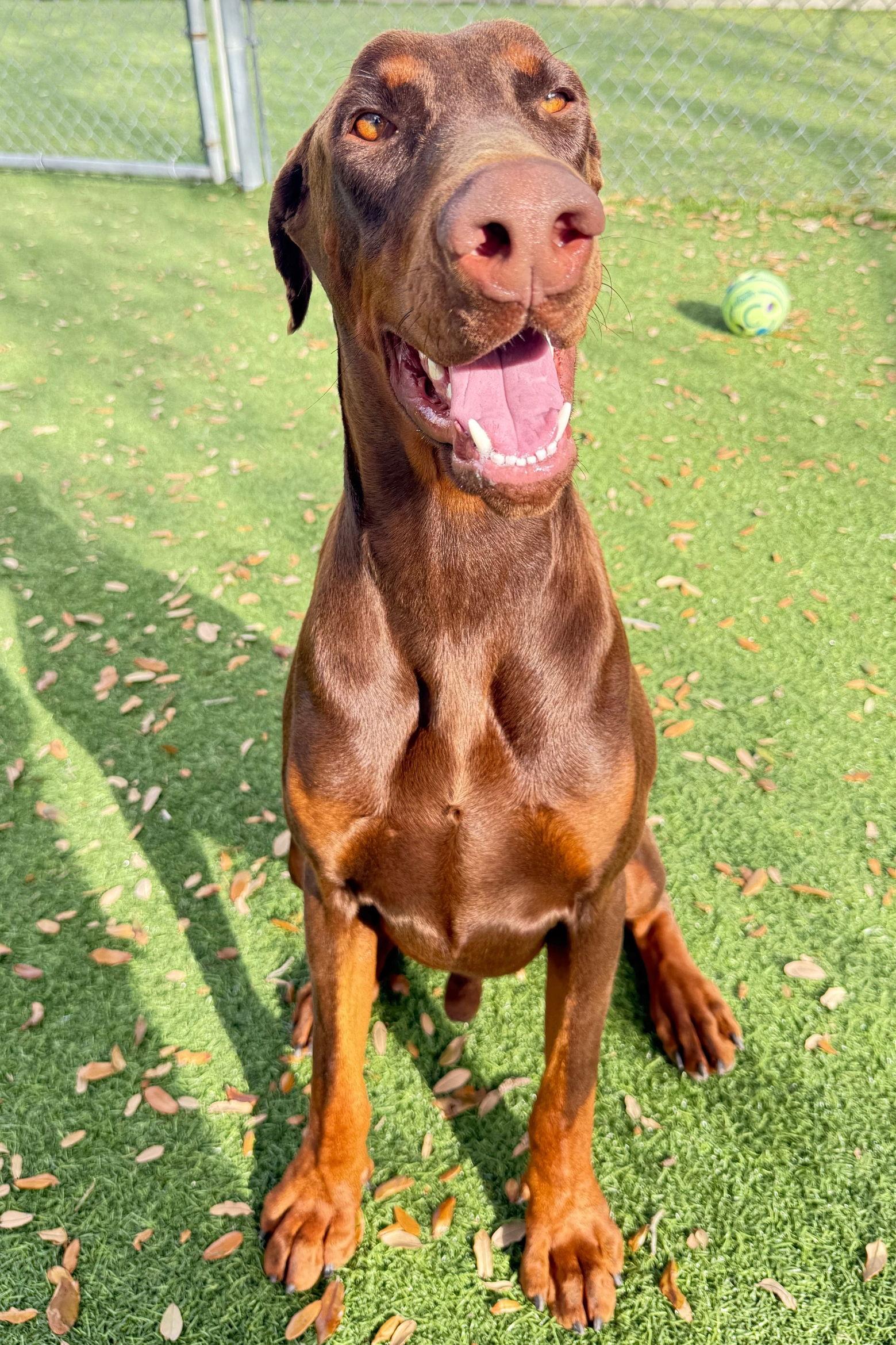 Enlarge Dex 3345, a Adopted Doberman Pinscher in Oakland Park, FL image 2/2