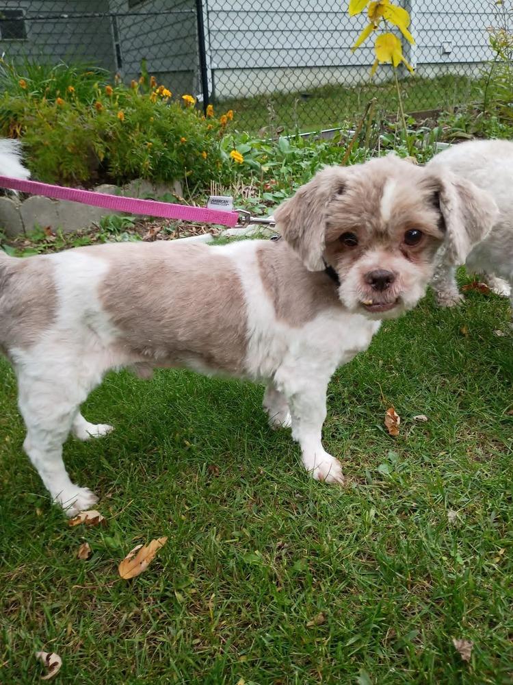 Bernie, Adoptable, Adult Male Shih Tzu.