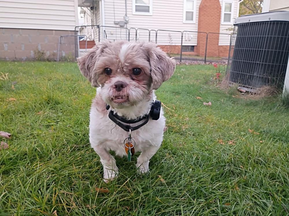 Enlarge Bernie, a Adoptable mixed breed in Wausau, WI image 2/6