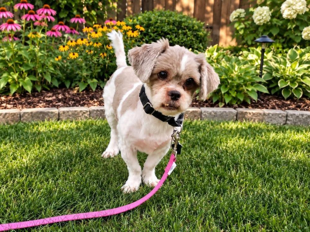 Enlarge Bernie, a Adoptable mixed breed in Wausau, WI image 4/6