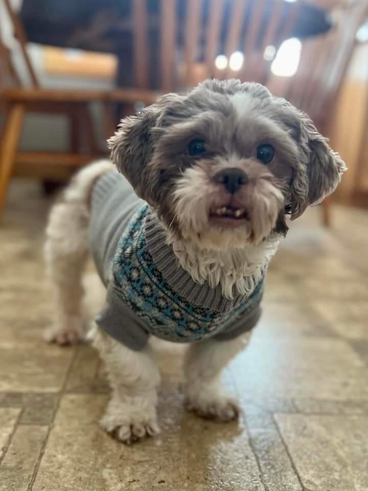 Enlarge Bernie, a Adoptable mixed breed in Wausau, WI image 5/6