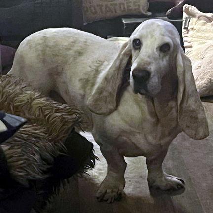 SCOUT, Adoptable, Adult Male Basset Hound.