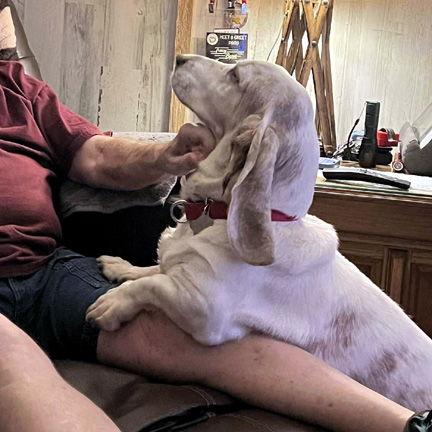 SCOUT, a Adoptable Basset Hound in Mays Landing, NJ image 2/3