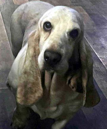 SCOUT, a Adoptable Basset Hound in Mays Landing, NJ image 3/3