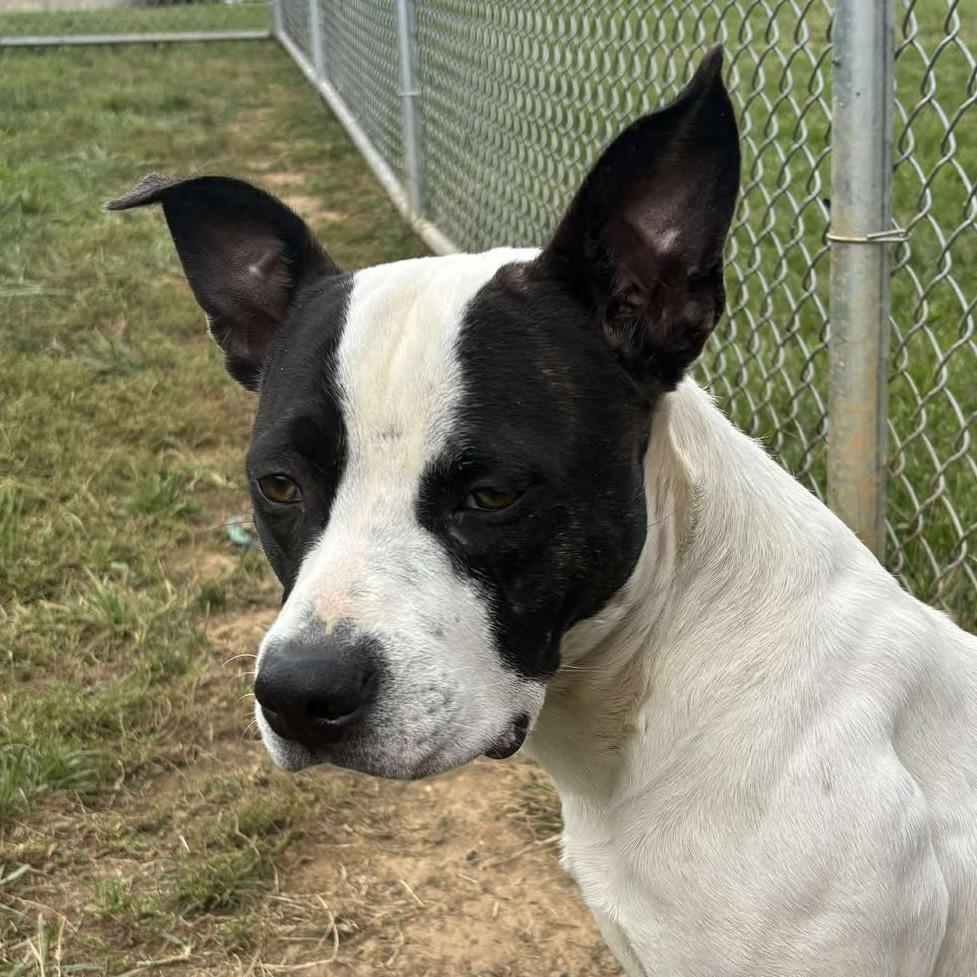 Zorro, Adoptable, Adult Male Pit Bull Terrier.