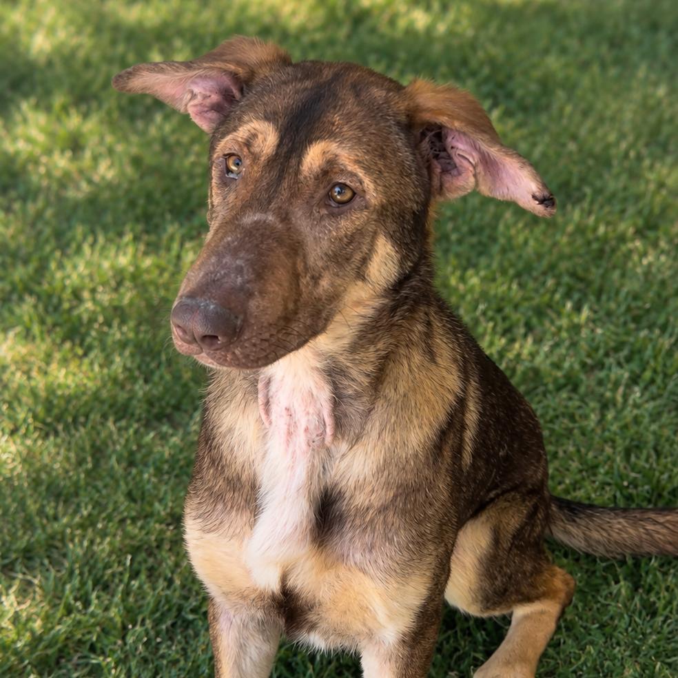 Pickle, Adoptable, Adult Male German Shepherd Dog & Hound.