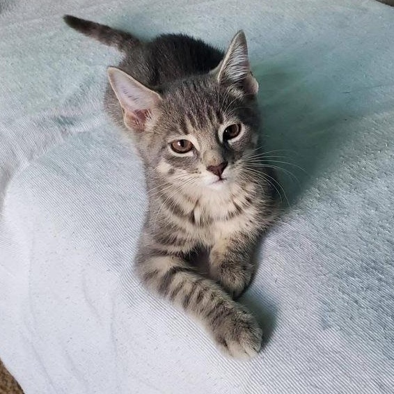 Enlarge Peony, an adopted mixed breed in Lemont, IL image 3/6