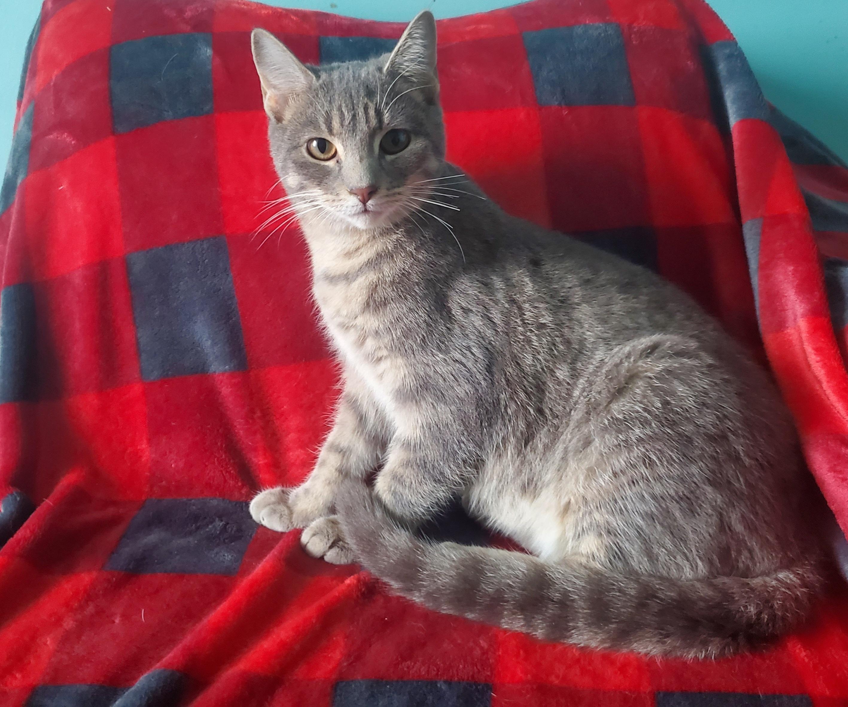 Enlarge Peony, an adopted mixed breed in Lemont, IL image 2/6